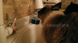 Cat likes fresh water