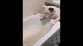 Bull terrier in the Bathtub