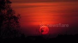 A  beautiful big orange sunset and plants silhouette.