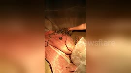 Woman grabs writhing mass of serpents from her 'collection' bare-handed