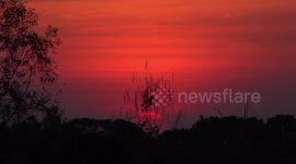A beautiful big tropical sunset and plants silhouette, with glowing orange sky.