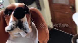 Dogs hilarious reaction to seeing new dog doll