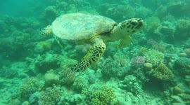 Egyptian photographer & freediver king Abdul in Hurghada Egypt