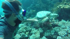 Freediver has close encounter with sea turtle in Egypt