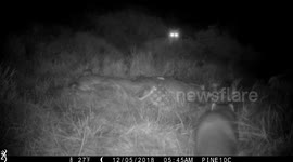 Pine Marten forces Red Fox off a deer carcass.