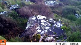 Common Buzzards fighting over a deer carcass