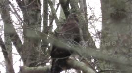 Red tailed hawk warns intruder