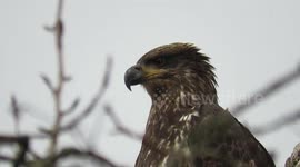 Beautiful young bald eagle