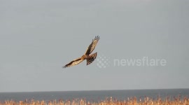Northern Harrier in flight