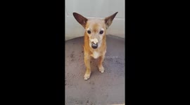 Dog can't catch treat