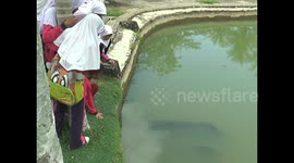 2 arapaima fish measuring 4 meters long to become a tourist attraction for school children and residents of Padang City, Indonesia