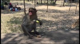 Adorable Monkey's Gobbling Ice Lollies to Beat the Heat