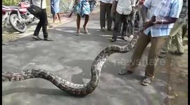 15-Feet-Long Python Rescued in Tamil Nadu Forest Region