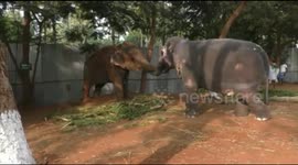 Two elephant friends have heartwarming reunion after a year apart