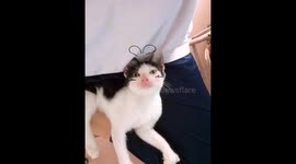 The cat uses a camera phone