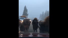 Bison Jam in Yellowstone NP!
