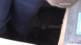 Cat Rescued from Storm Drain By Firefighters