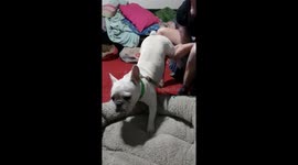 Frenchie wont go to bed