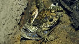 Caught in the act! Snake catcher retrieves reptile trying to swallow a frog