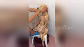 Golden retriever totally chilled out as it gets washed in the shower