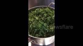 I’m cooking saag with uri bisee Bangladeshi style