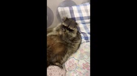 Raccoon eats belly food