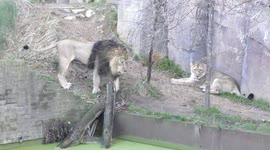 Animal Advent-ures this Christmas at ZSL London Zoo