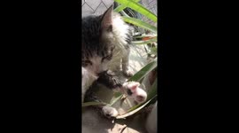 The cat goes to the rain with neighbors