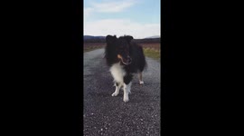 Long haired dog on a windy day