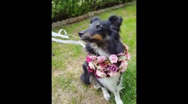 Dog wearing multiple flower necklaces and a crown