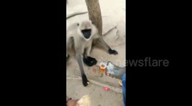 Cheeky monkey chills with a glass of beer as men around take selfies with it