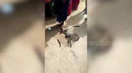 Baby monkey with umbilical chord still attached to dead mother mourns over her lifeless body, rescued by kind villagers in India