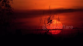 Beautiful big orange sunset and silhouettes of plants, with orange sky and small birds.