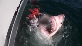 Footage Reveals Great Whites Amazing Ability To Extend Its Jaws!