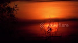A glorious big orange sunset and silhouette and small birds.