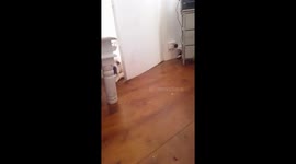 Shihtzu Puppy guarding presents under tree from big bulldog