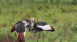 Crazy Cranes after a massive thunder shower in Akagera National Park.