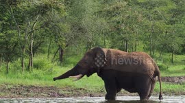 Inquisitive Elephant bull as we moved by with our boat.