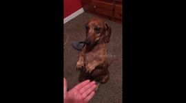 Sausage dog sits upright for long periods of time like a tiny human
