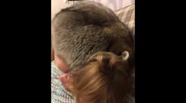 Wild raccoon games with man