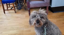 BRENTFORD DOG WHO THINKS HIS NAME'S