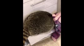 Raccoon climbs into the closet and breaks it