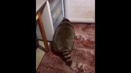 Raccoon opens the fridge