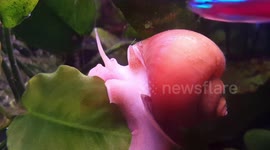 Cute water snail feeding