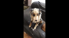 Guilty puppy gets caught after causing a mess with the cushions