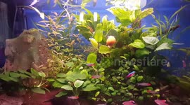 Amazing aquarium