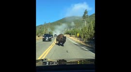 Boss Bison in Yellowstone