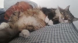 Why we love cats