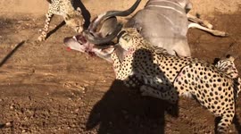 Cheetahs take down wild antelope next to tourists on walking safari