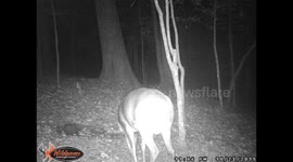 Large Buck searching for salt block.